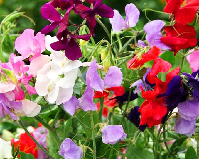 Super Seeds Latyrus odoratus Sweet Pea Royal Dreams Mixed Flower 50 Pcs