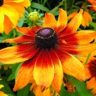 Super Seeds Rudbeckia Hirta nana Golden Coneflower Mix Rustic Dwarf 1000 Pcs