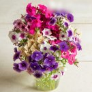 Super Seeds Phlox drummondii grandiflora Drummonds Art Shades Mix Flower 300 Pcs