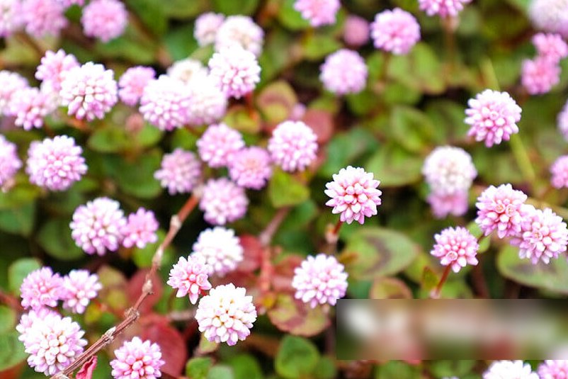 Super Seeds Persicaria capitata Punching Balls Beautiful Flower 100+ Pcs