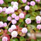 Super Seeds Persicaria capitata Punching Balls Beautiful Flower 100+ Pcs