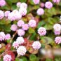 Super Seeds Persicaria capitata Punching Balls Beautiful Flower 100+ Pcs