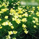 Super Seeds Eschscholzia caespitosa Tufted Poppy Sundew Beautiful Flower 1000 Pcs