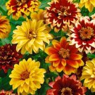 Super Seeds Zinnia Haageana Olod Mexico Dwarf Double Bicoloured Flower 300+ Pcs