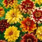 Super Seeds Zinnia Haageana Olod Mexico Dwarf Double Bicoloured Flower 300+ Pcs