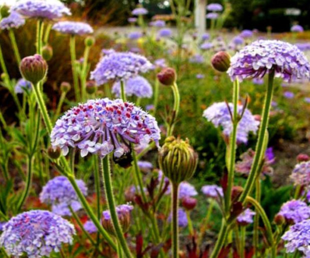 Super Seeds Didiscus Caeruleus Trachymene Blue Lace Flower 50 Pcs