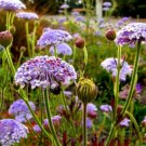 Super Seeds Didiscus Caeruleus Trachymene Blue Lace Flower 50 Pcs
