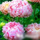 Super Seeds Paeony Aster Delicate Pink Beautiful Flower 100+ Pcs