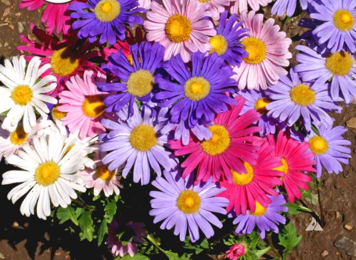 Super Seeds Aster Dwarf Rainbow Mixed Drought Tolerant Beautiful Flower 400+ Pcs