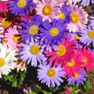 Super Seeds Aster Dwarf Rainbow Mixed Drought Tolerant Beautiful Flower 400+ Pcs