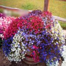 Super Seeds Lobelia Pendula Trailing Cascade Mix Beautiful Flower 7000 Pcs