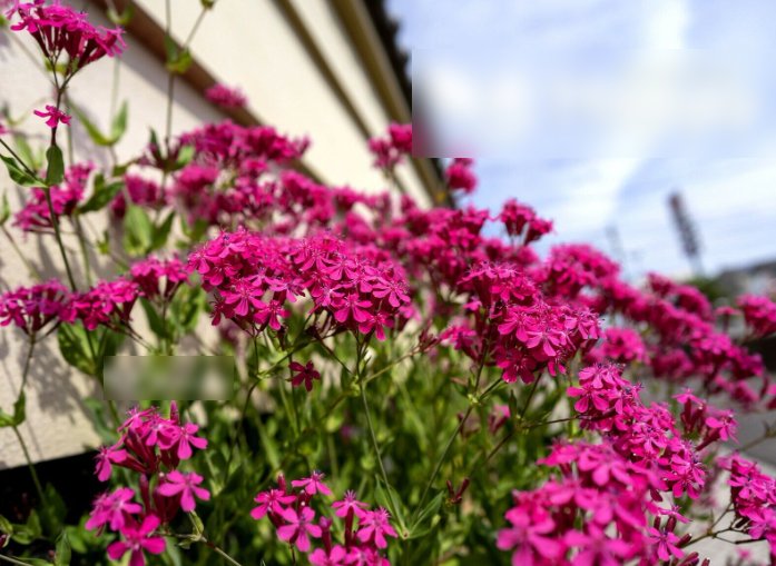 Super Seeds Silene armeria Silene Cacthfly Rubra Electra Beautiful Flower 4000 Pcs