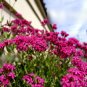 Super Seeds Silene armeria Silene Cacthfly Rubra Electra Beautiful Flower 4000 Pcs