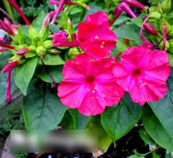 Super Seeds Mirabilis jalapa Fluorescent Four Oclock Flower Violet Pink 40+ Pcs