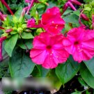 Super Seeds Mirabilis jalapa Fluorescent Four Oclock Flower Violet Pink 40+ Pcs