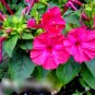 Super Seeds Mirabilis jalapa Fluorescent Four Oclock Flower Violet Pink 40+ Pcs