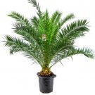 Super Seeds Phoenix canariensis Canary Island Palm Garden 5 Pcs