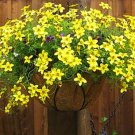 Super Seeds Arizona beggarticks Bidens Aurea Bur Marigold Beautiful Flower 100+ Pcs