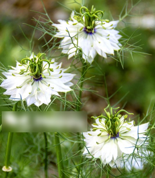 Super Seeds Nigella sativa Herb Black Cumin Beautiful Flower 1000 Pcs