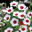 Super Seeds Linum Grandiflorum Flax Bright Eyes Beautiful Flower 500 Pcs
