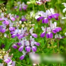 Super Seeds Collinsia heterophylla Chinese Houses Beautiful Flower 300 Pcs