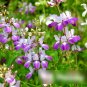 Super Seeds Collinsia heterophylla Chinese Houses Beautiful Flower 300 Pcs