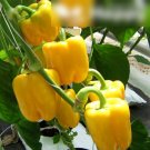 Super Seeds Capsicum annum Sweet Pepper Aphrodite Vegetable Garden 70 Pcs