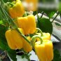 Super Seeds Capsicum annum Sweet Pepper Aphrodite Vegetable Garden 70 Pcs