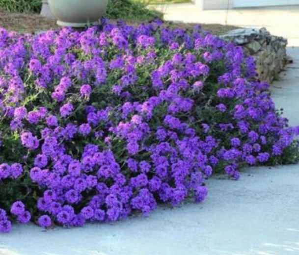 Super Seeds Verbena tenuisecta venosa Moss Annual Flower 300 Pcs