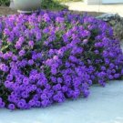 Super Seeds Verbena tenuisecta venosa Moss Annual Flower 300 Pcs