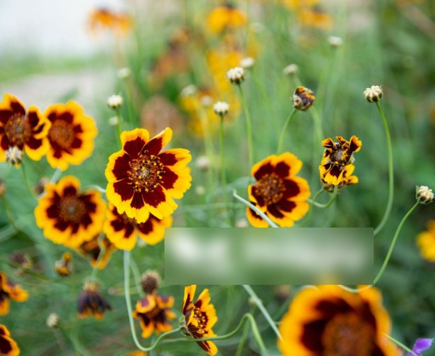 Super Seeds Cosmidium Burridgeanum Mahogany Yellow Edge Cosmidium Brunette 300+ Pcs