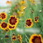 Super Seeds Cosmidium Burridgeanum Mahogany Yellow Edge Cosmidium Brunette 300+ Pcs