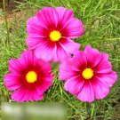 Super Seeds Cosmos Bipinnatus Radiance Beautiful Flower 300 Pcs
