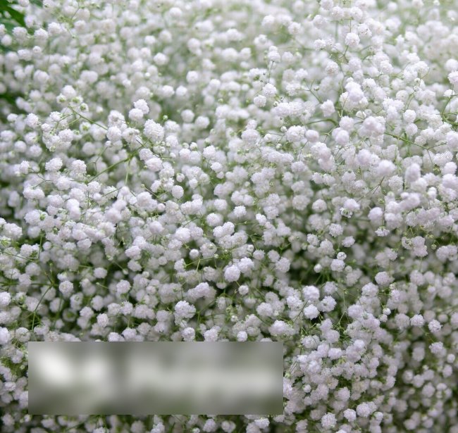 Super Seeds Gypsophila paniculata Babys Breath Snowflake 500 Pcs