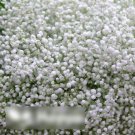 Super Seeds Gypsophila paniculata Babys Breath Snowflake 500 Pcs
