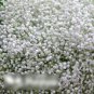 Super Seeds Gypsophila paniculata Babys Breath Snowflake 500 Pcs