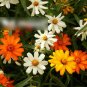 Super Seeds Zinnia linearis Classsic Spreading plant with small flowers 400 Pcs