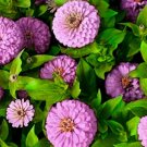 Super Seeds Zinnia Dahlia Pastel Dream Lilac Purple Large Double Flowers 300+ Pcs