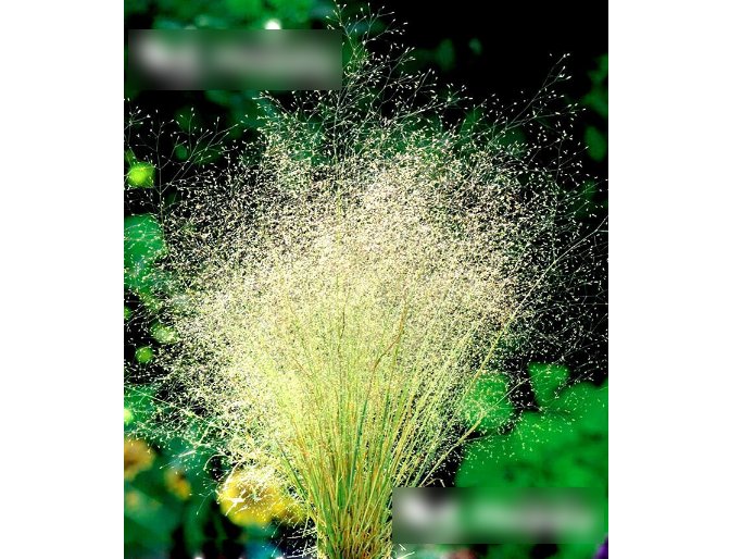 Super Seeds Agrostis nubelosa Cloud Grass Garden 1000+ Pcs