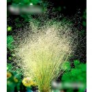 Super Seeds Agrostis nubelosa Cloud Grass Garden 1000+ Pcs