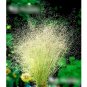 Super Seeds Agrostis nubelosa Cloud Grass Garden 1000+ Pcs