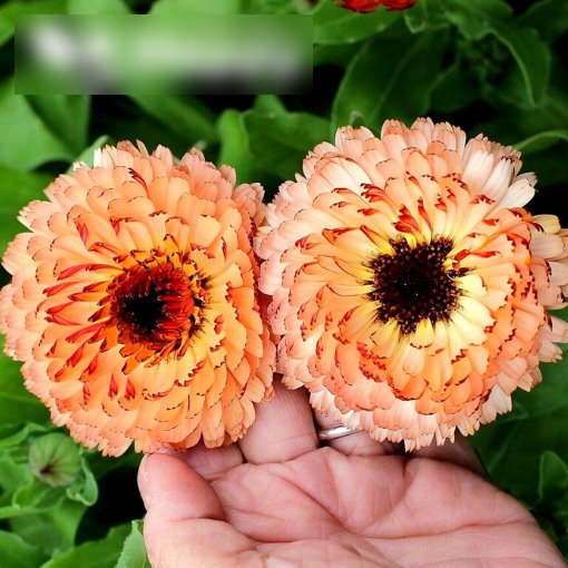 Super Seeds Calendula officnals Sunset Buff Apricot pink shades Pot Marigold 100+ Pcs