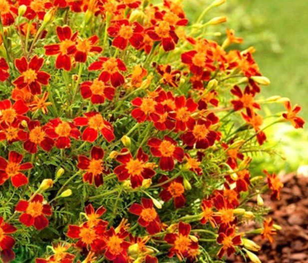 Super Seeds Tagetes tenuifolia Red Gem Signet Marigold  400+ Pcs