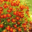 Super Seeds Tagetes tenuifolia Red Gem Signet Marigold  400+ Pcs