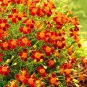 Super Seeds Tagetes tenuifolia Red Gem Signet Marigold  400+ Pcs