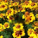Super Seeds Tagetes patula Legion Of Honour Dwarf French Marigold Flower 300+ Pcs