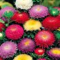 Super Seeds Callistephus Princely Aster Powderpuff Mix Fully Double Flower 400+ Pcs