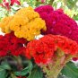 Super Seeds Celosia a cristata Cockscomn Tall Mix 1000 Pcs