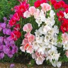 Super Seeds Godetia grandiflora Clarkia Amoena Dwaraf Monarch Mix 4000 Pcs