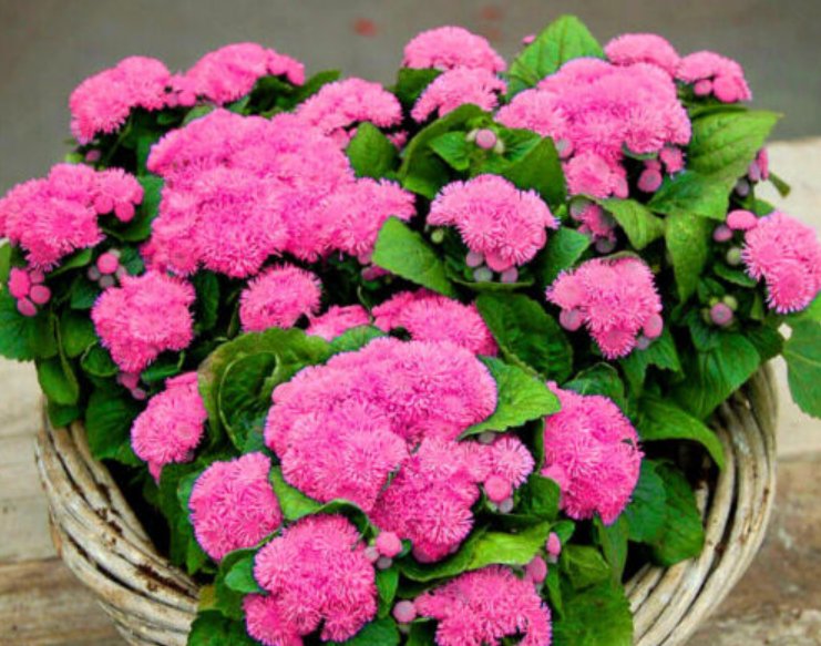 Super Seeds Ageratum houstonianum Floss Flower Dwarf Pink 2000 Pcs
